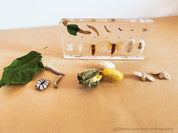 Resin Silkworm Lifecycle Kit