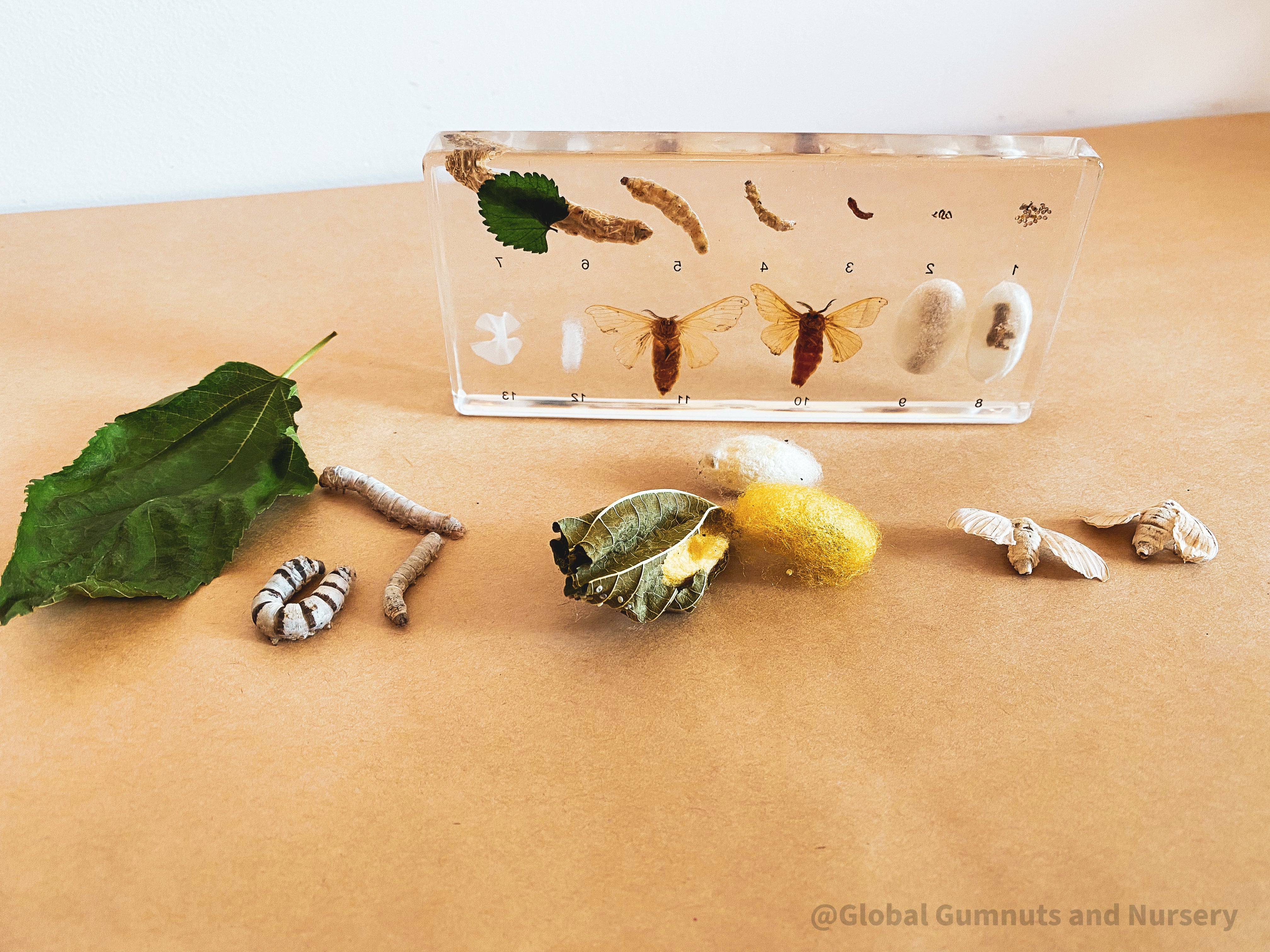Resin Silkworm Lifecycle Kit