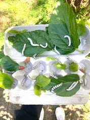 Resin Silkworm Lifecycle Kit