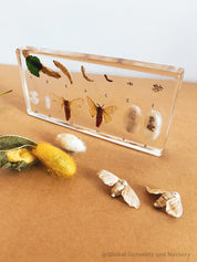 Resin Silkworm Lifecycle Kit