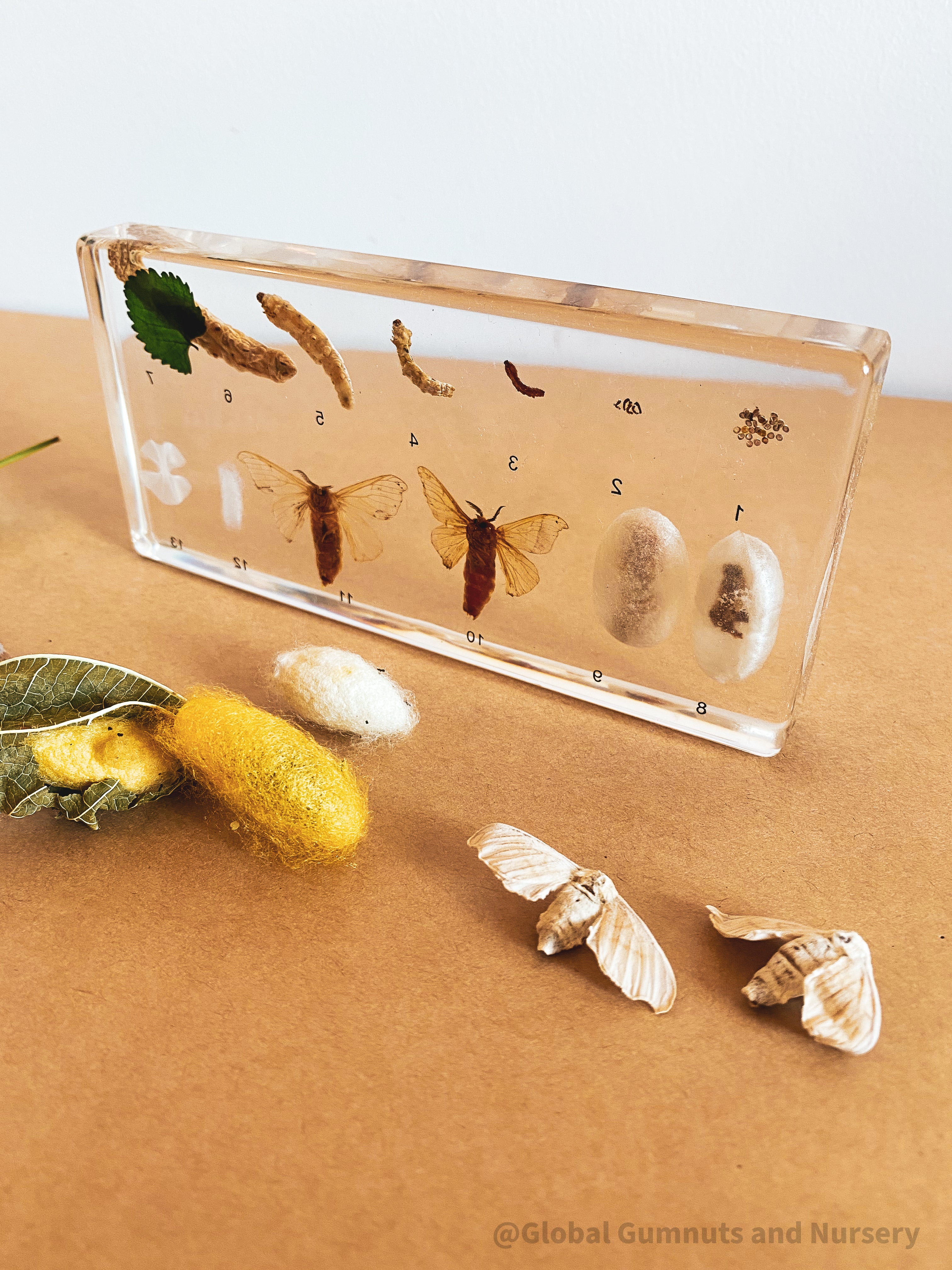 Resin Silkworm Lifecycle Kit