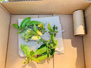 Resin Silkworm Lifecycle Kit