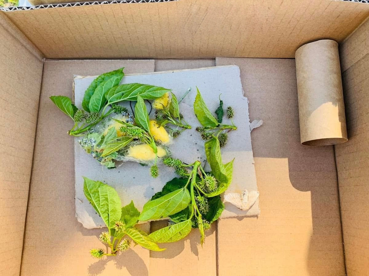 Resin Silkworm Lifecycle Kit