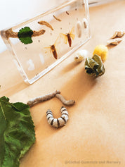 Resin Silkworm Lifecycle Kit