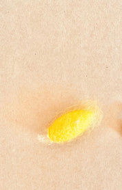 Resin Silkworm Lifecycle Kit