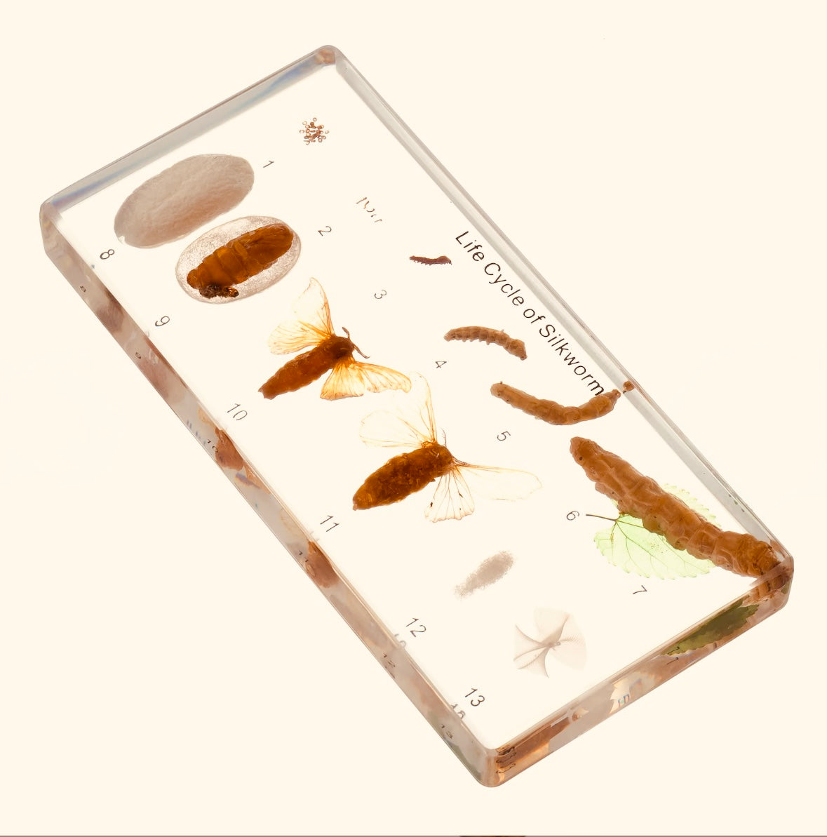 Resin Silkworm Lifecycle Kit