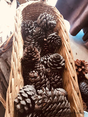 Pine Cone Craft Set: Pine cones for rustic crafting or bird feeding.