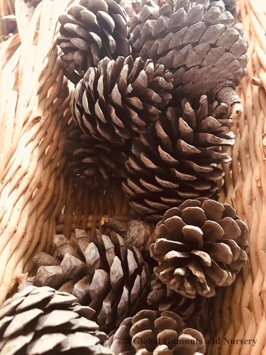 Pine Cone Craft Set: Pine cones for rustic crafting or bird feeding.