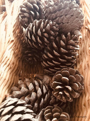 Pine Cone Craft Set: Pine cones for rustic crafting or bird feeding.