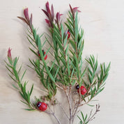 Wooden Ladybirds | Ladybugs with sticker