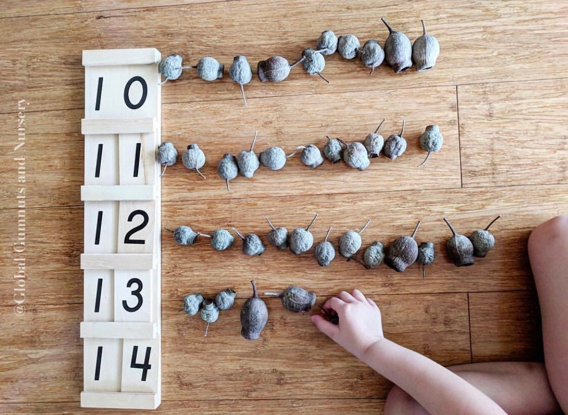 gumnuts 1kg: dried eucalyptus gumnuts for sensory play or botanical projects.