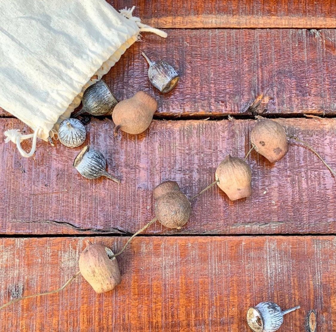 Gumnuts 1kg: Dried eucalyptus gumnuts for sensory play or botanical projects.