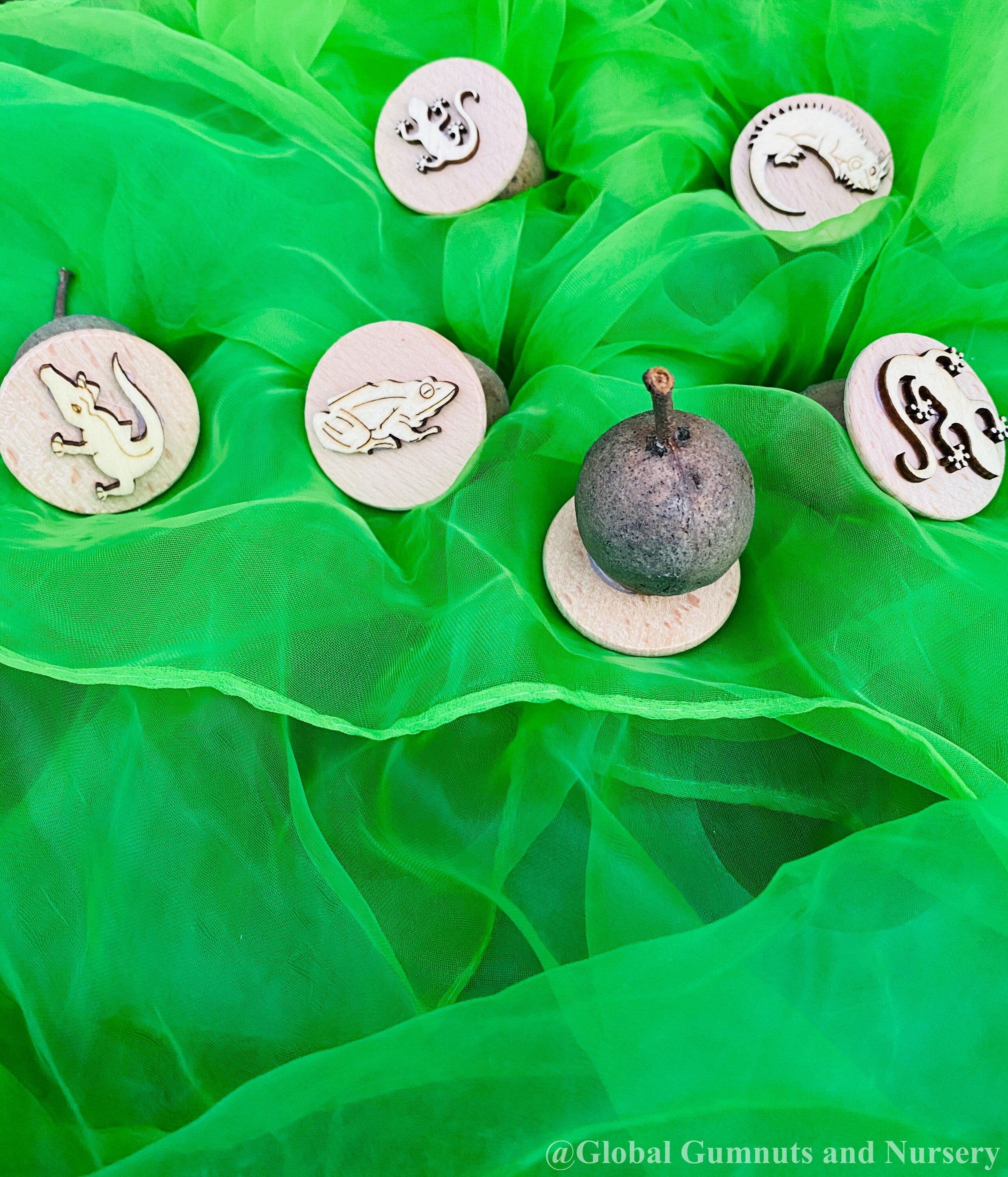Reptile and Amphibian Gumnut Stamps: Set of 5 gumnut stamps featuring reptiles and amphibians, perfect for sensory play or nature-themed crafts.