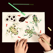 Life cycle stencils, educational tools for illustrating and teaching nature’s cycles.