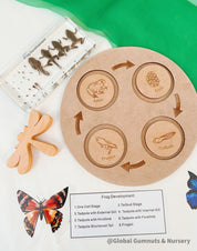 Frog Life Cycle Set: Wooden board with discs showing the frog’s life cycle.
