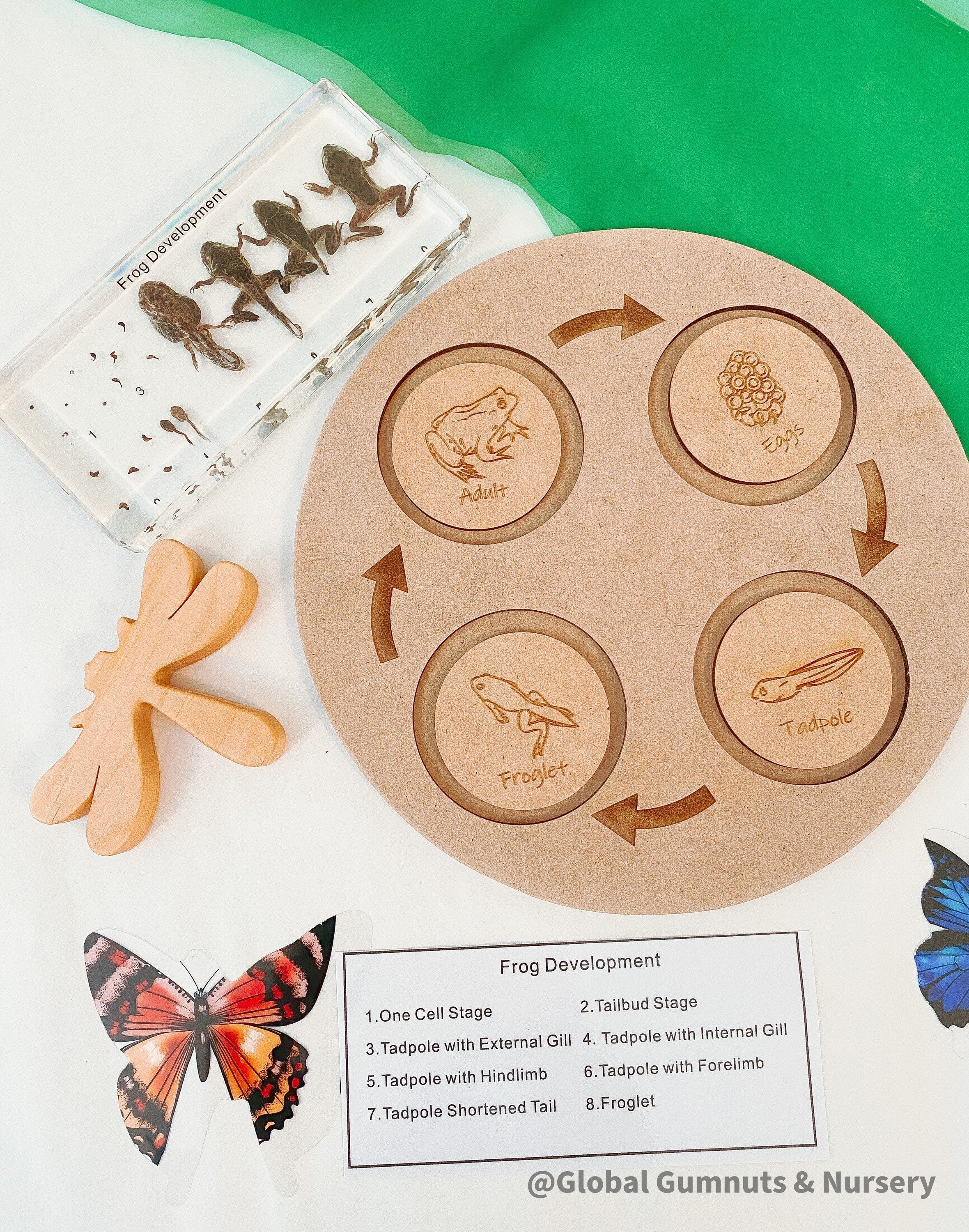 Frog Life Cycle Set: Wooden board with discs showing the frog’s life cycle.
