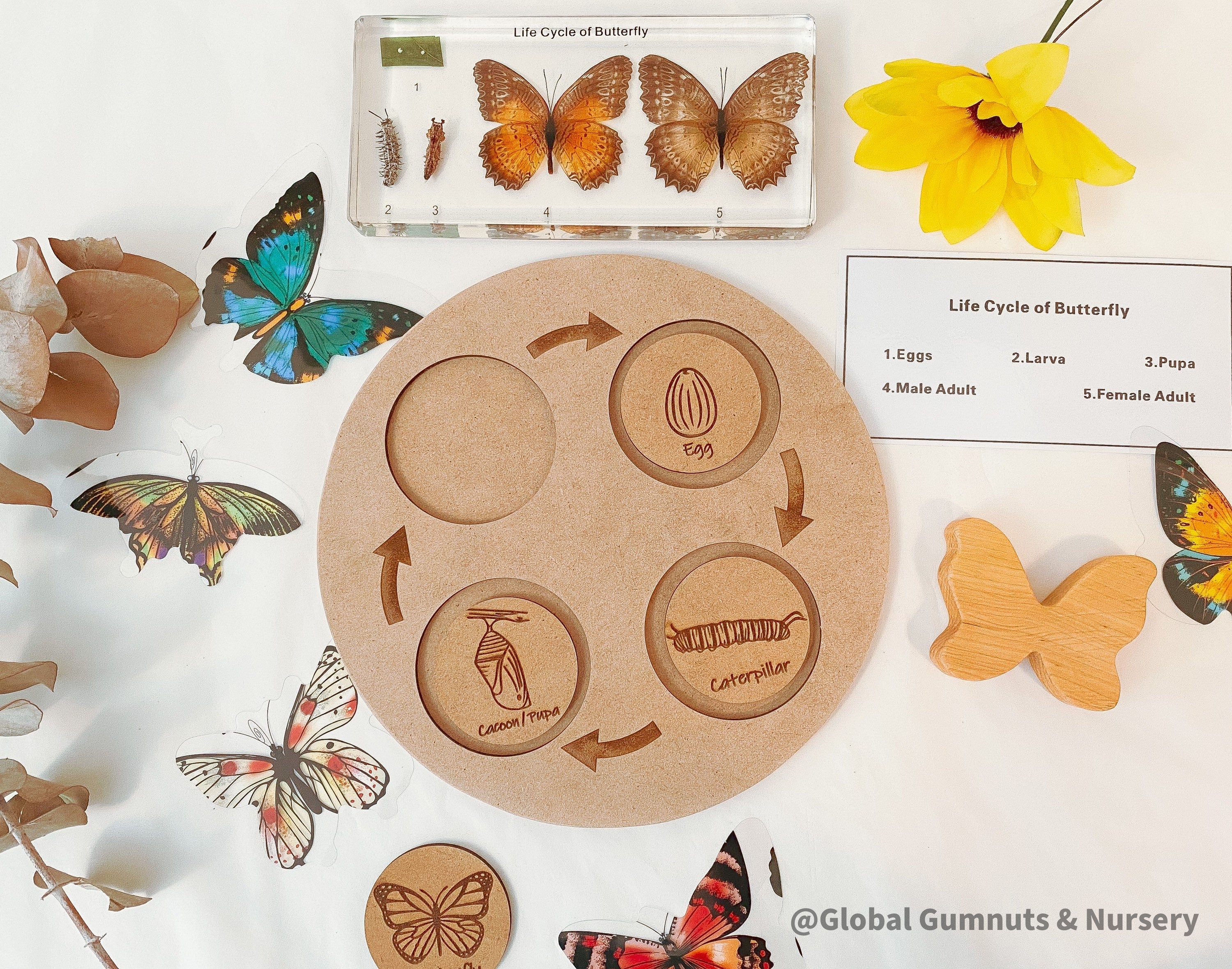 Butterfly Life Cycle Round Puzzle: Montessori-inspired puzzle illustrating the butterfly’s life stages.