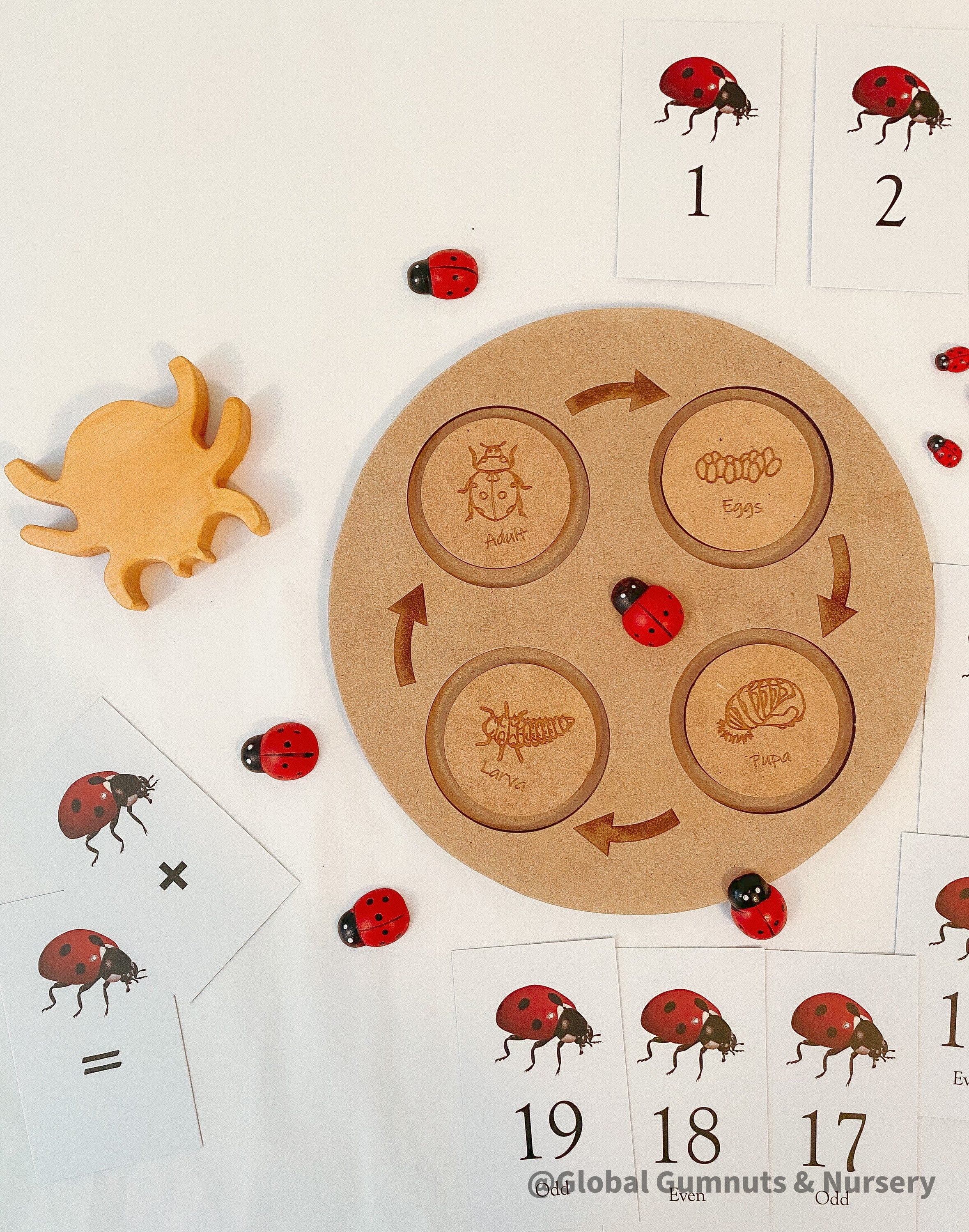 Ladybug Life Cycle Set: Wooden display with board and discs illustrating the life cycle of a ladybird.