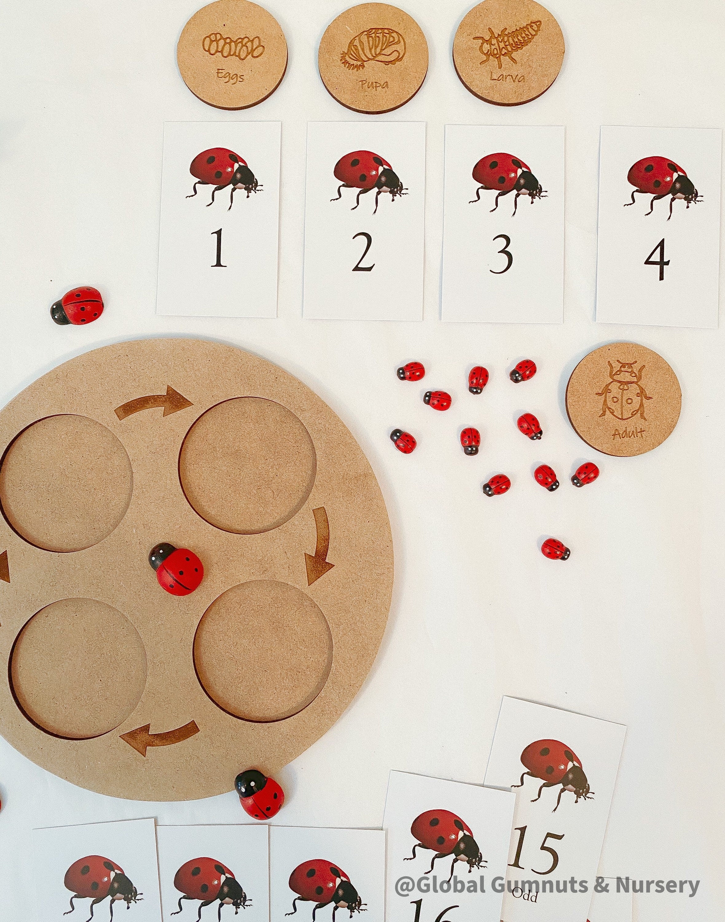 Ladybug Life Cycle Set: Wooden display with board and discs illustrating the life cycle of a ladybird.
