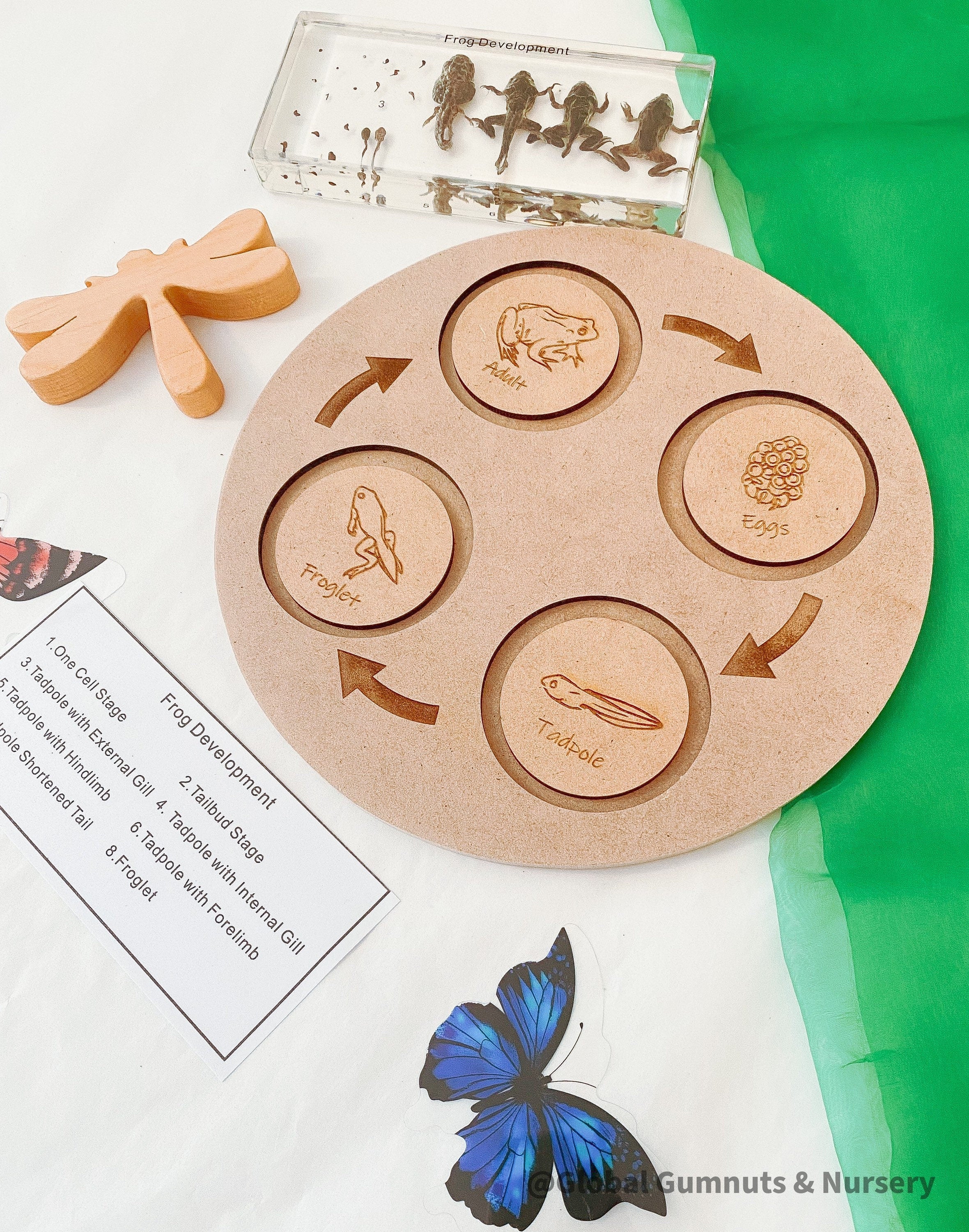 Frog Life Cycle Set: Wooden board with discs showing the frog’s life cycle.