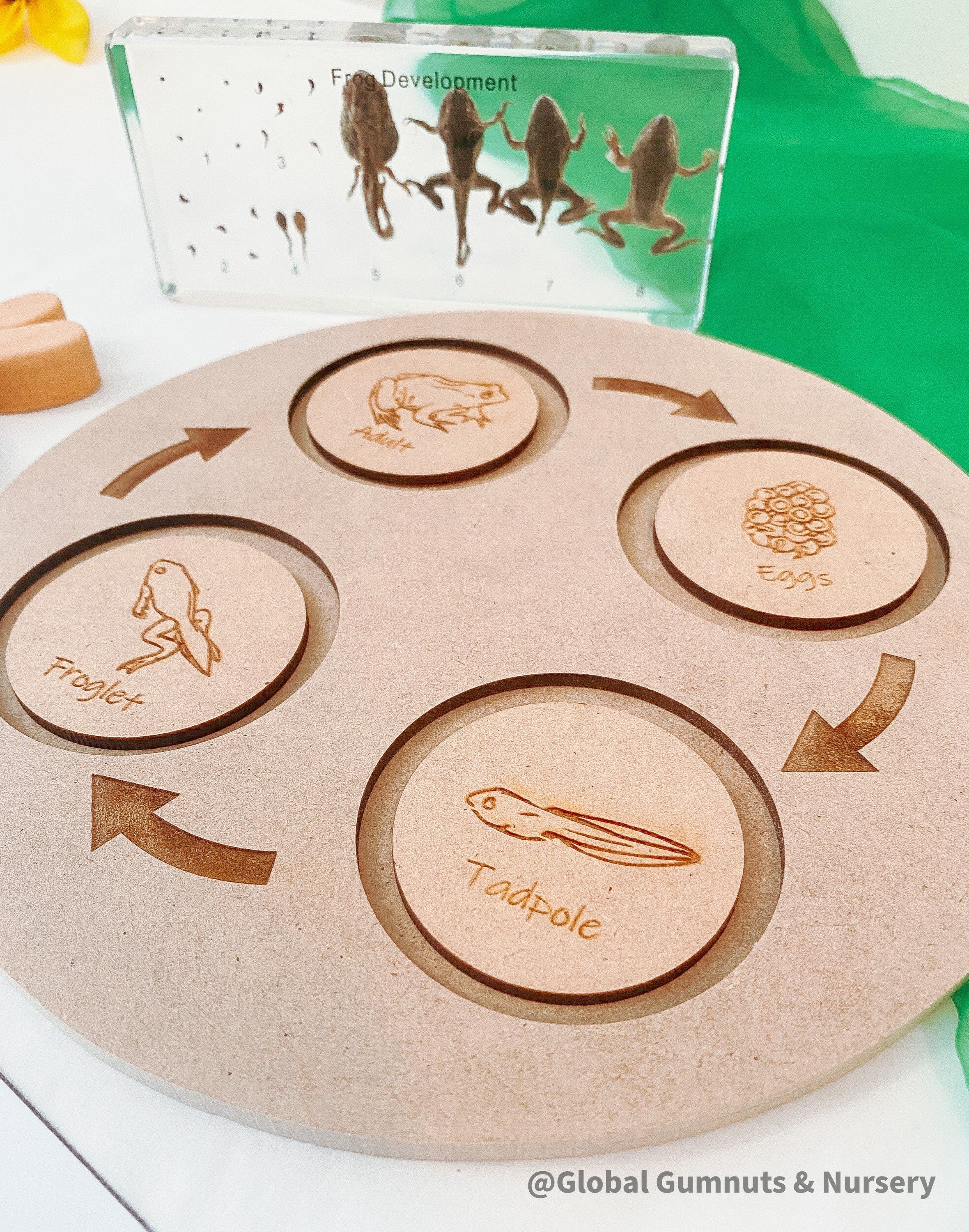 Frog Life Cycle Set: Wooden board with discs showing the frog’s life cycle.
