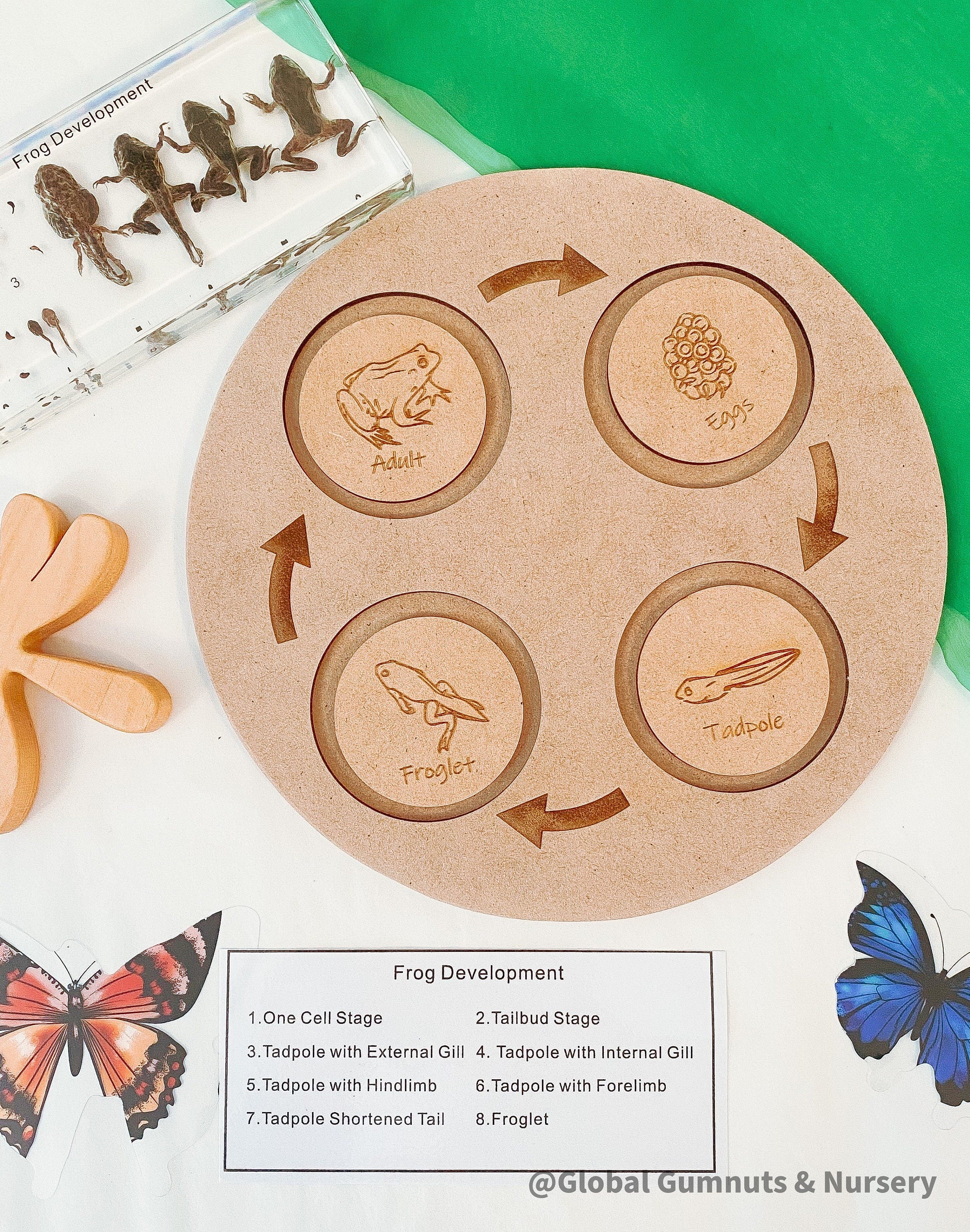 Frog Life Cycle Set: Wooden board with discs showing the frog’s life cycle.