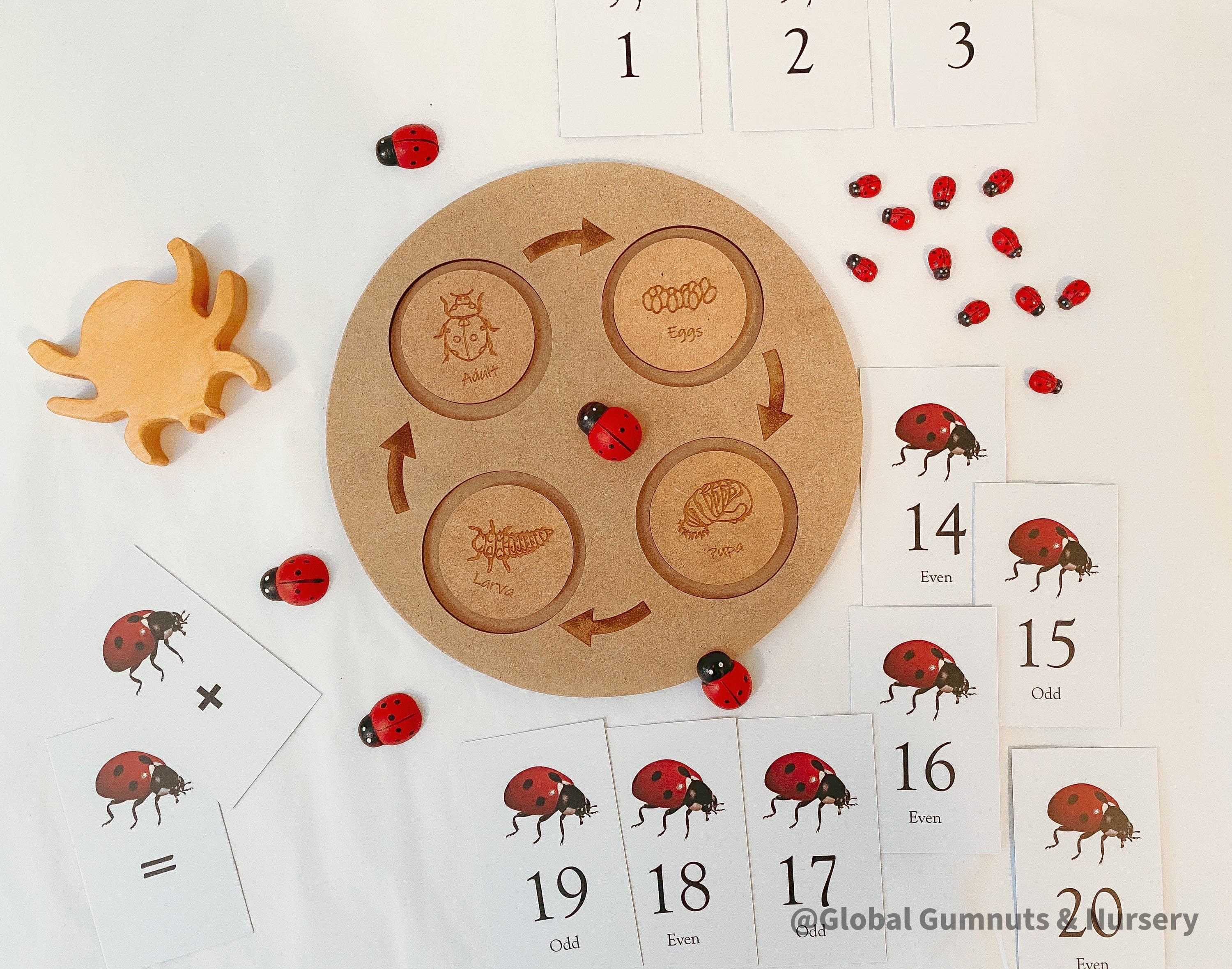 Ladybug Life Cycle Set: Wooden display with board and discs illustrating the life cycle of a ladybird.