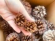 Pine Cone Craft Set: Pine cones for rustic crafting or bird feeding.