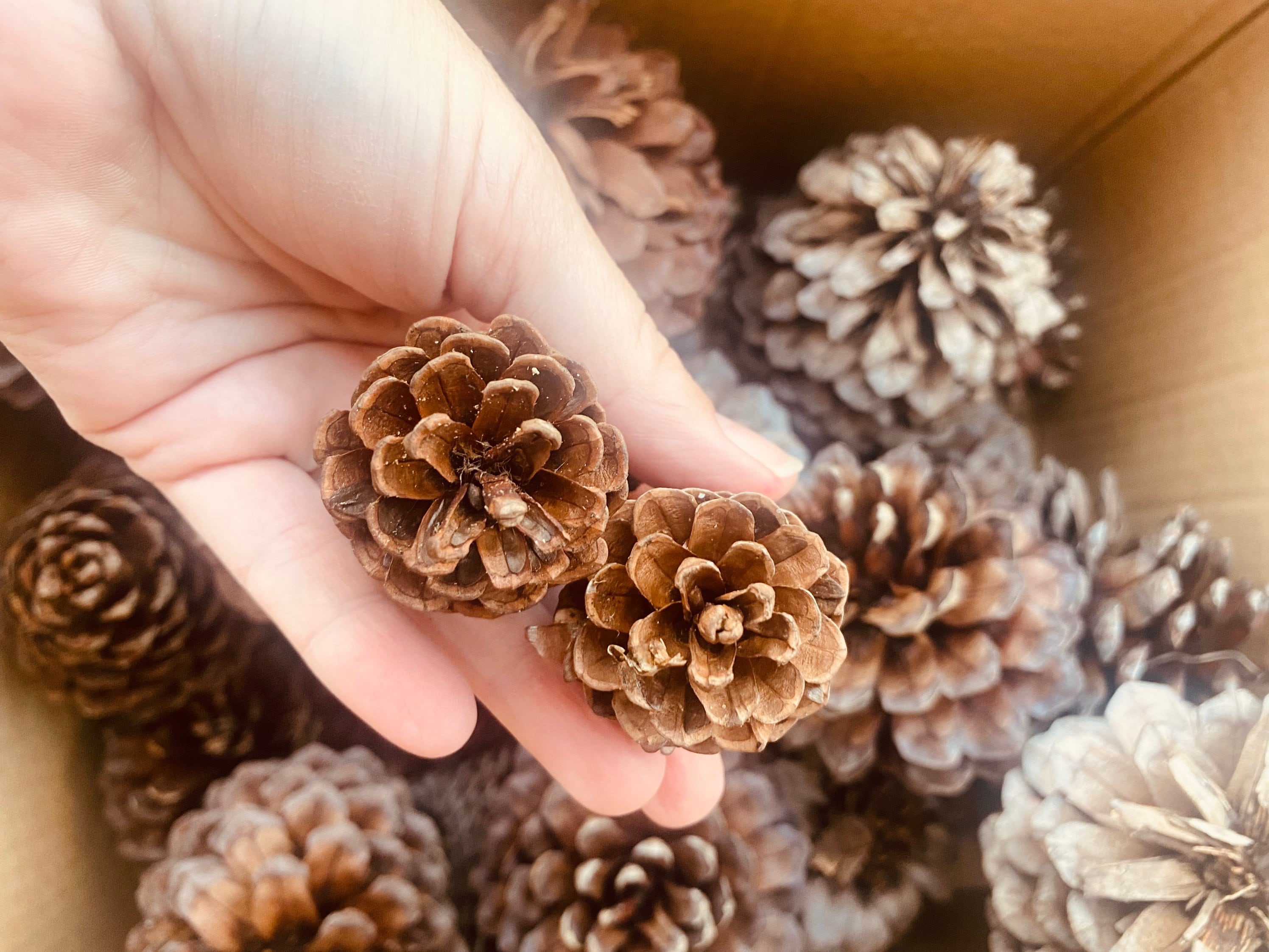 Pine Cone Craft Set: Pine cones for rustic crafting or bird feeding.