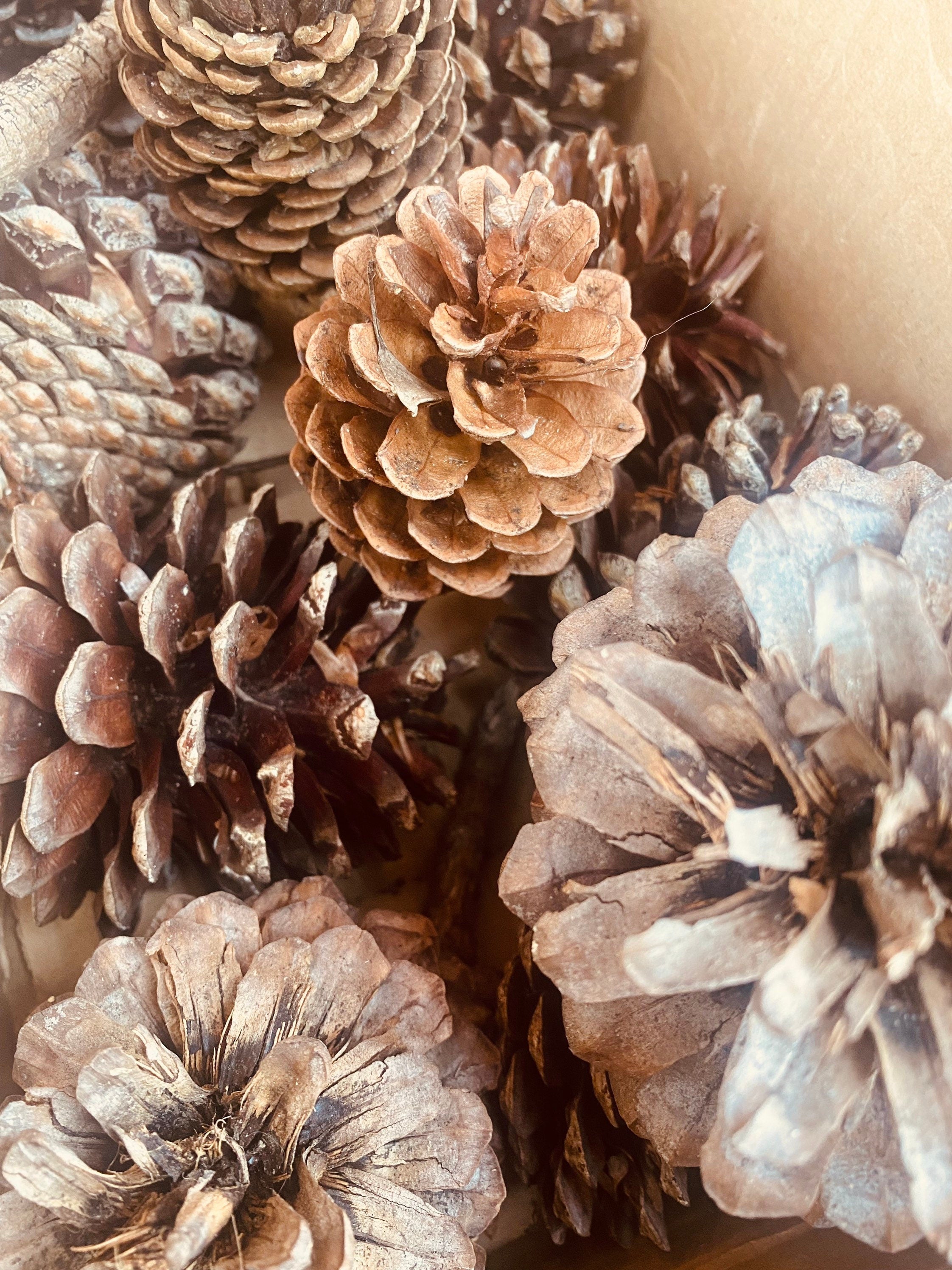 Pine Cone Craft Set: Pine cones for rustic crafting or bird feeding.