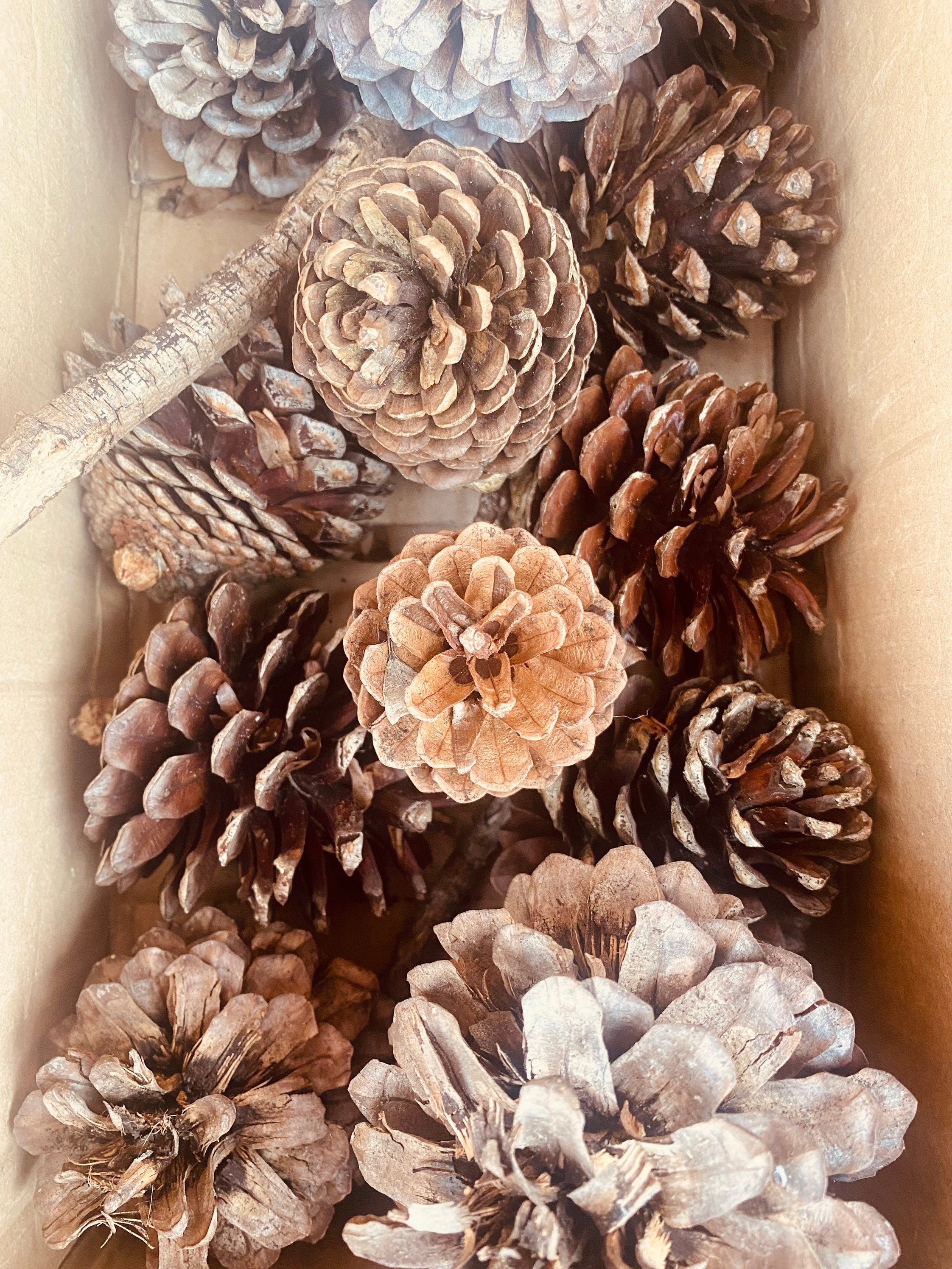 Pine Cone Craft Set: Pine cones for rustic crafting or bird feeding.