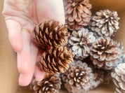 Pine Cone Craft Set: Pine cones for rustic crafting or bird feeding.