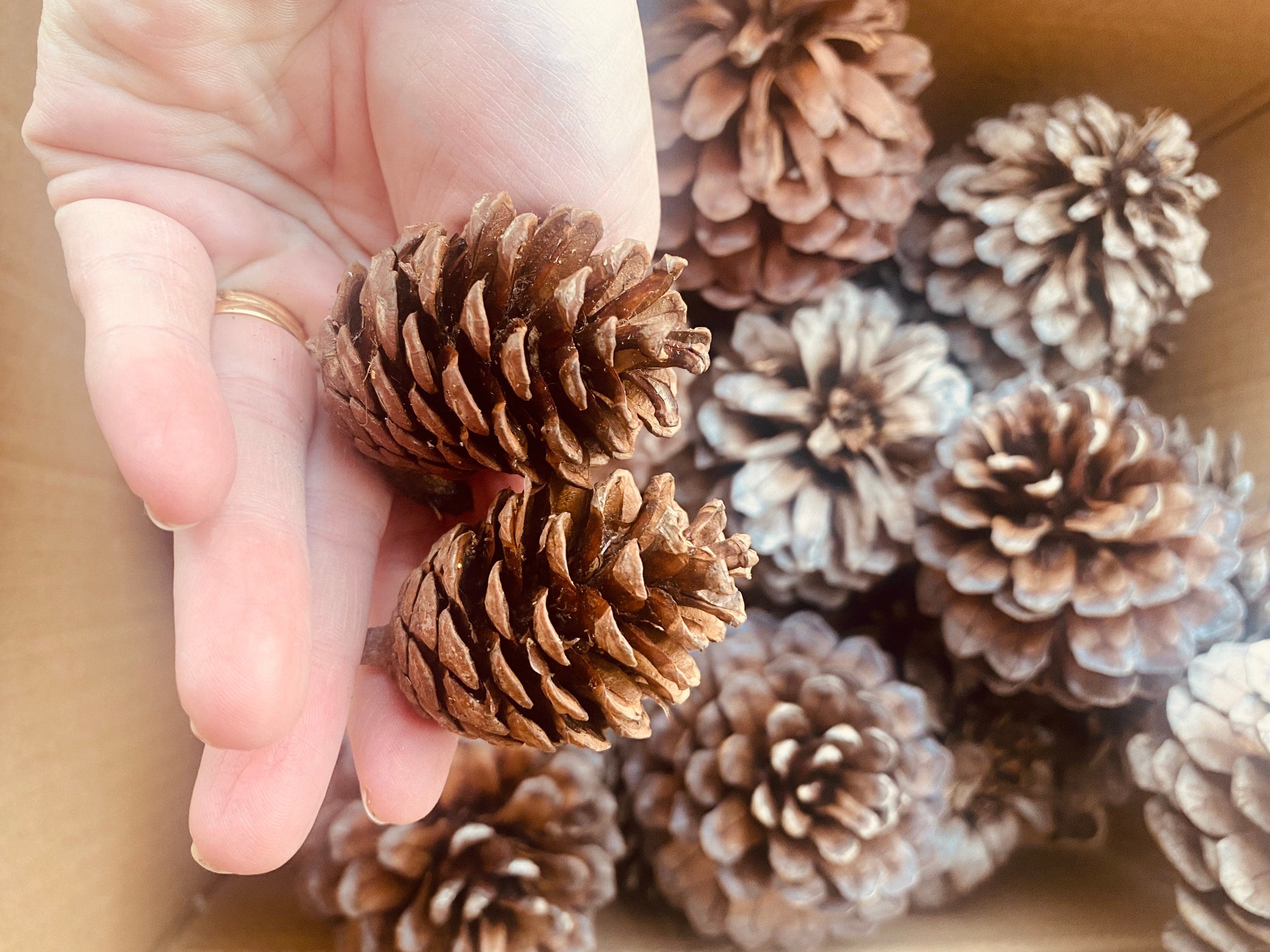 Pine Cone Craft Set: Pine cones for rustic crafting or bird feeding.
