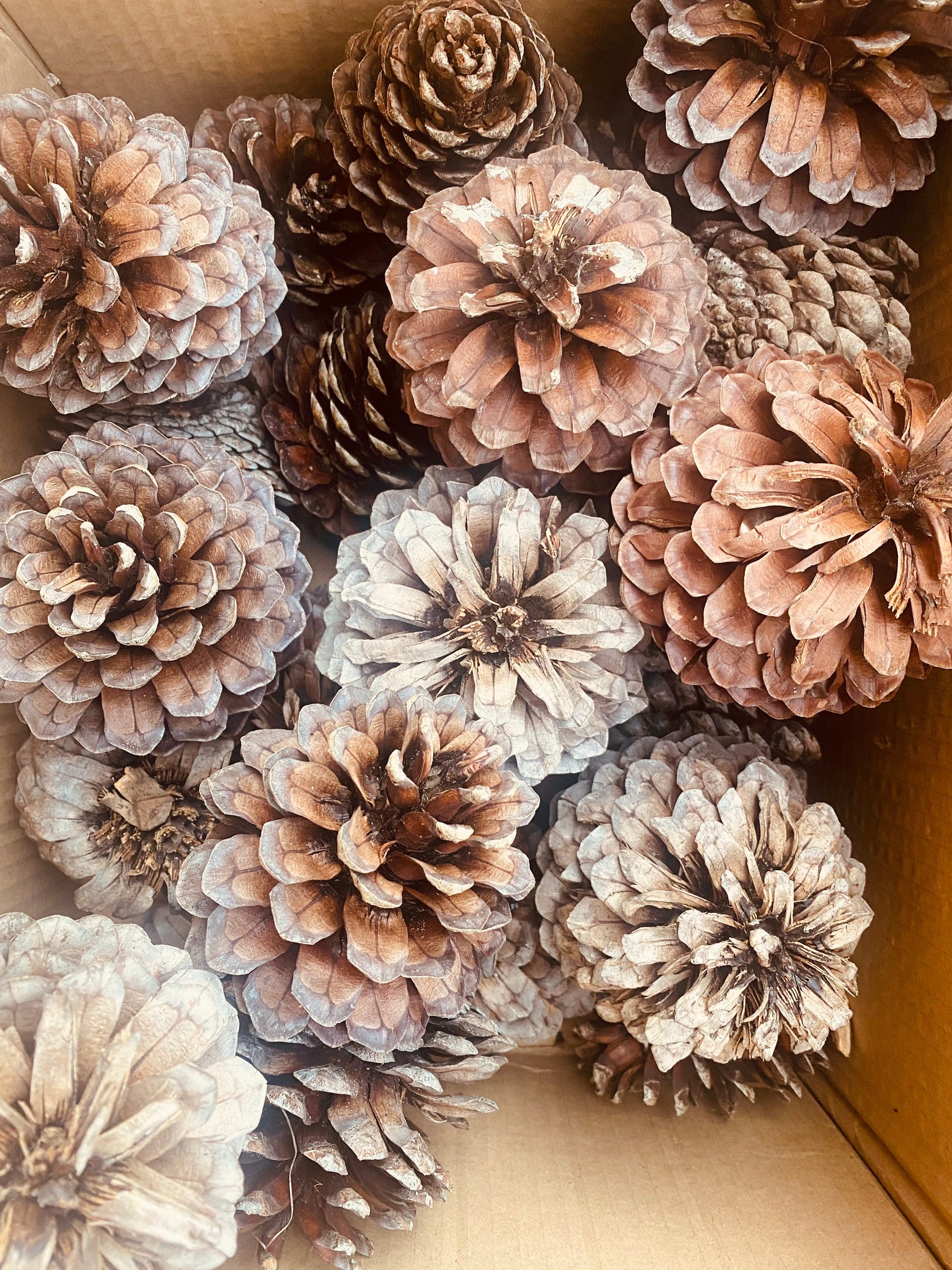 Pine Cone Craft Set: Pine cones for rustic crafting or bird feeding.