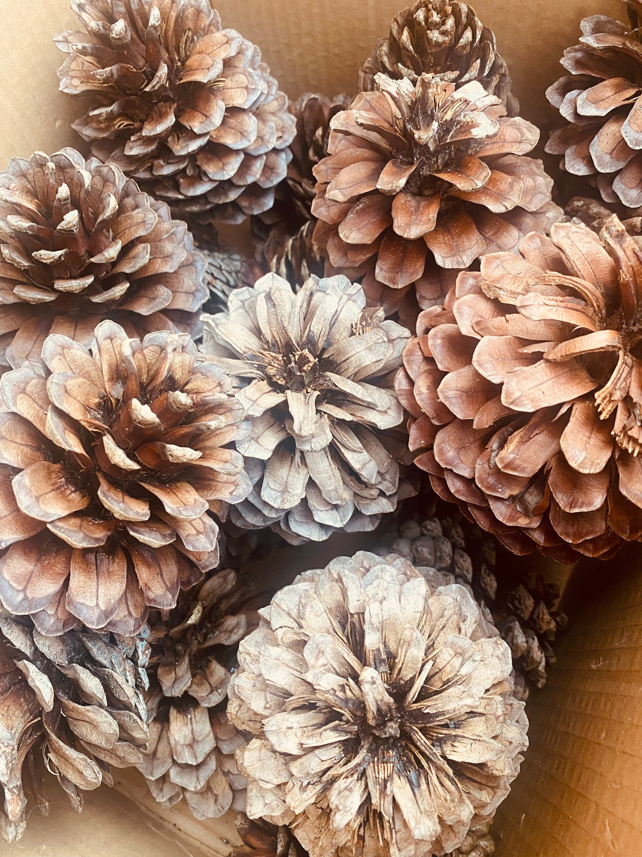 Pine Cone Craft Set: Pine cones for rustic crafting or bird feeding.