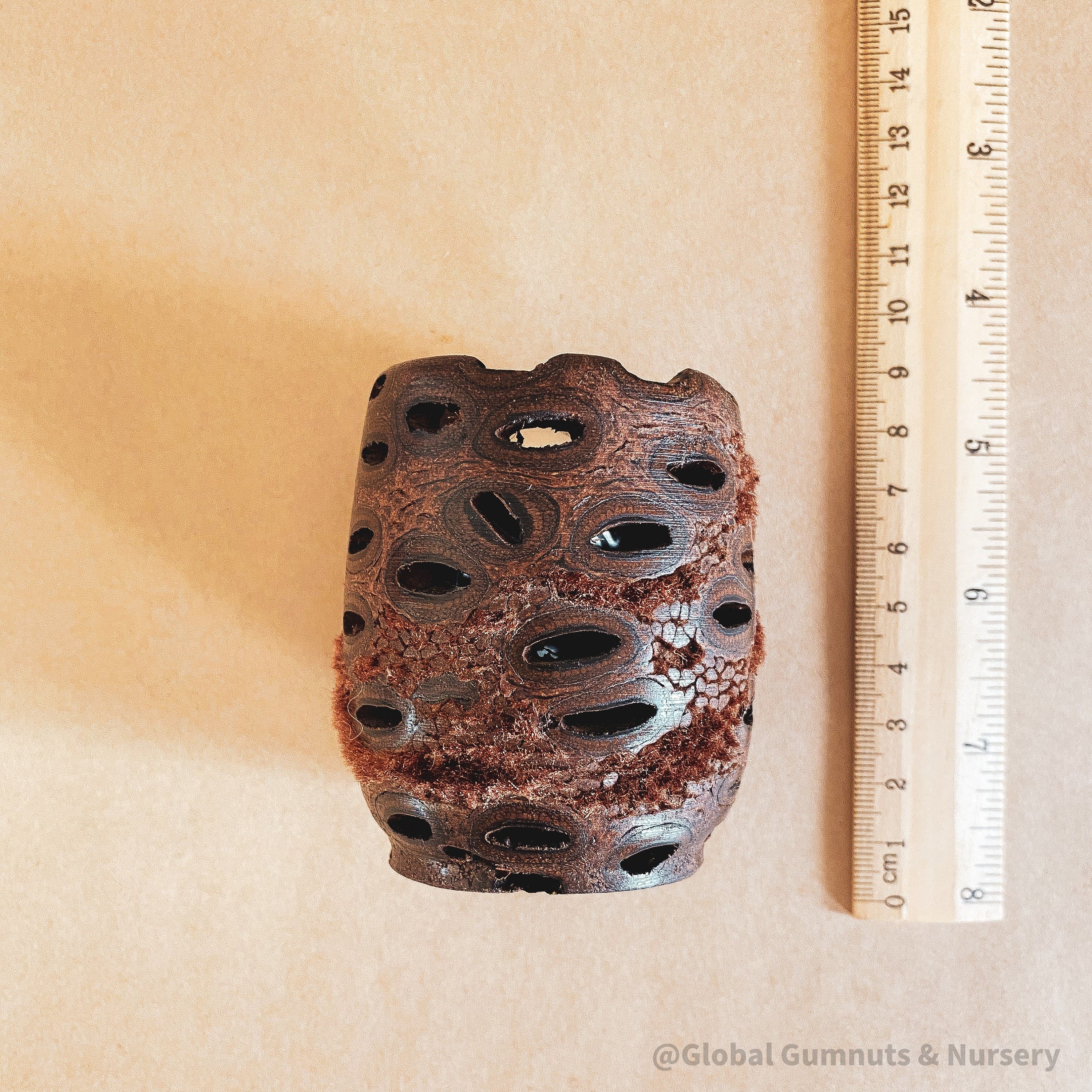 Single Hollow Tea Light – Banksia Flowers: Natural hollow tea light holder, inspired by banksia flowers, bringing charm to any setting.