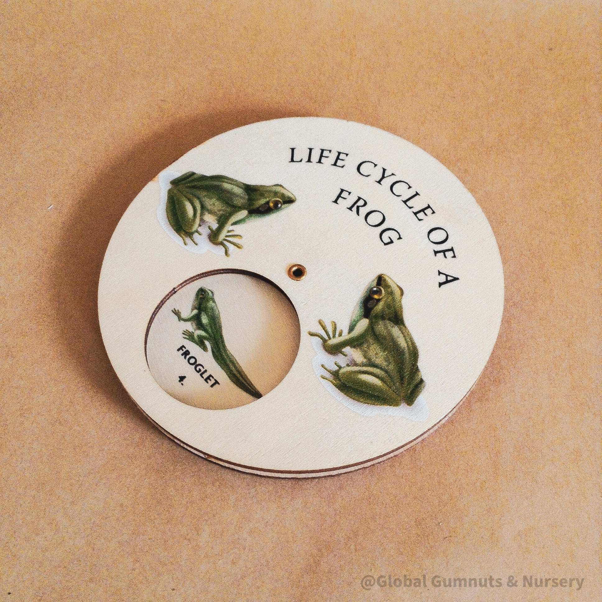 Frog Life Cycle Wheel: Wooden spinner depicting the frog life cycle, designed in Montessori style for nature-themed education.