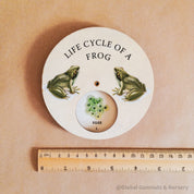 Frog Life Cycle Wheel: Wooden spinner depicting the frog life cycle, designed in Montessori style for nature-themed education.