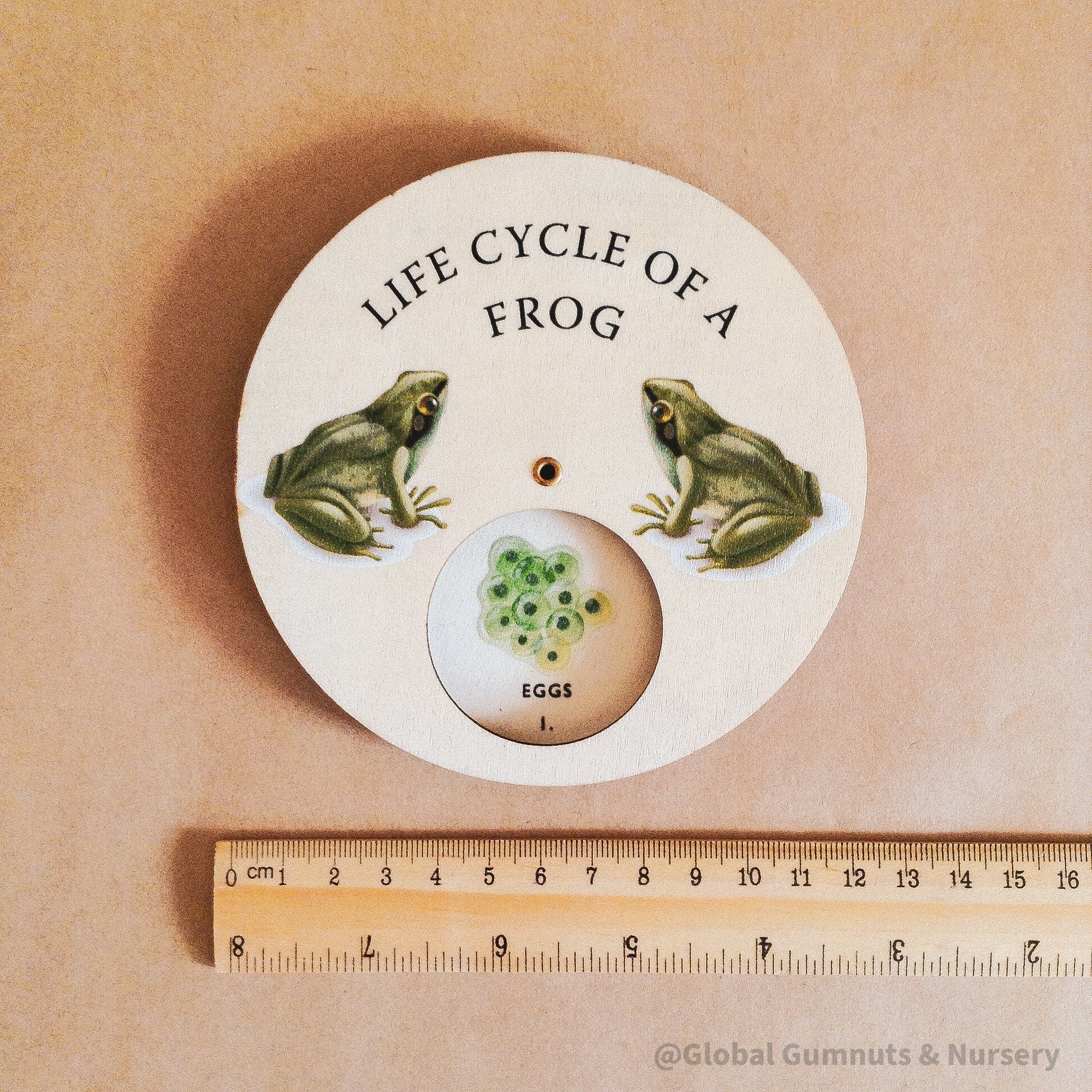 Frog Life Cycle Wheel: Wooden spinner depicting the frog life cycle, designed in Montessori style for nature-themed education.