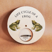 Frog Life Cycle Wheel: Wooden spinner depicting the frog life cycle, designed in Montessori style for nature-themed education.