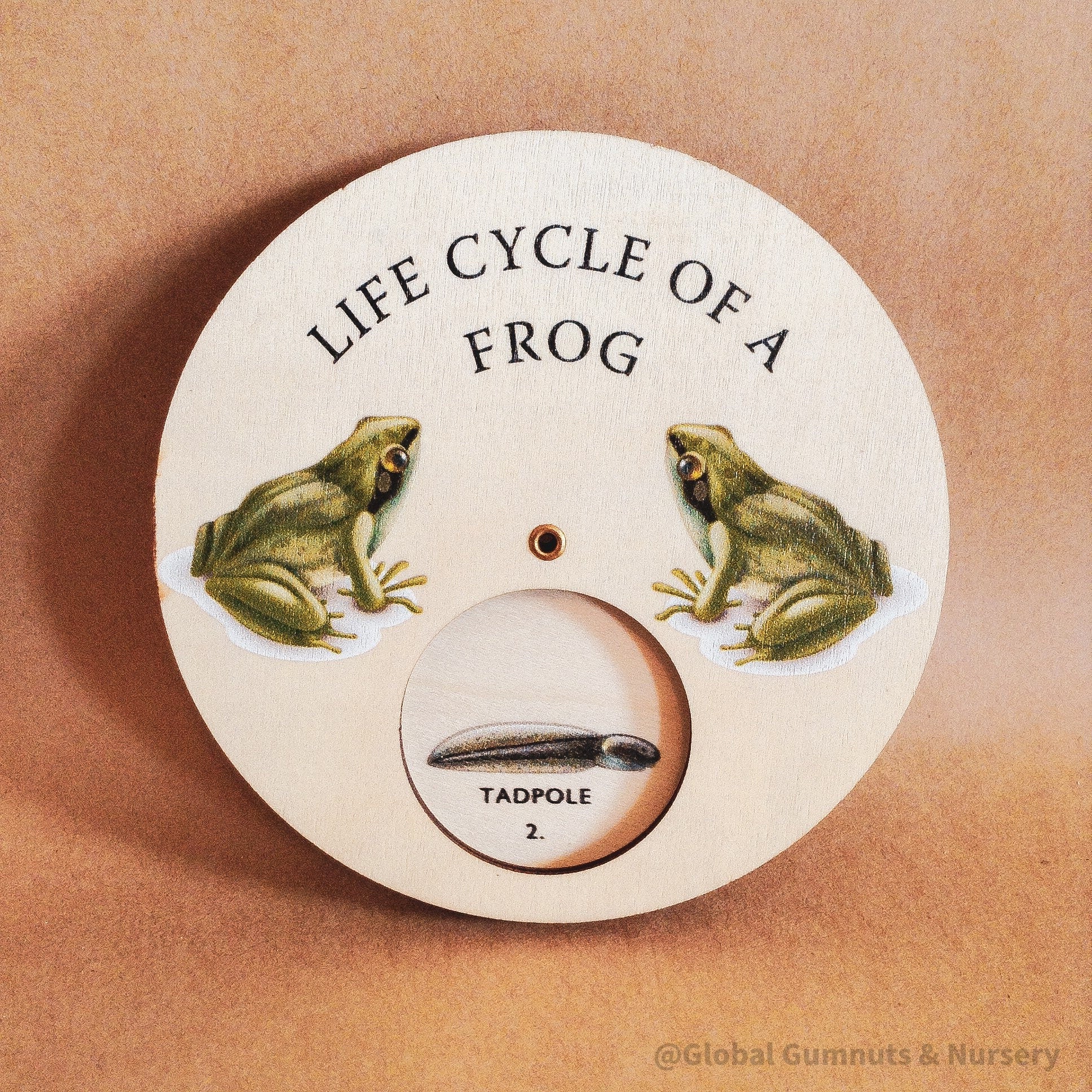 Frog Life Cycle Wheel: Wooden spinner depicting the frog life cycle, designed in Montessori style for nature-themed education.