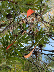 Autumn Baby Mobile: Handmade mobile inspired by Australian seasons.