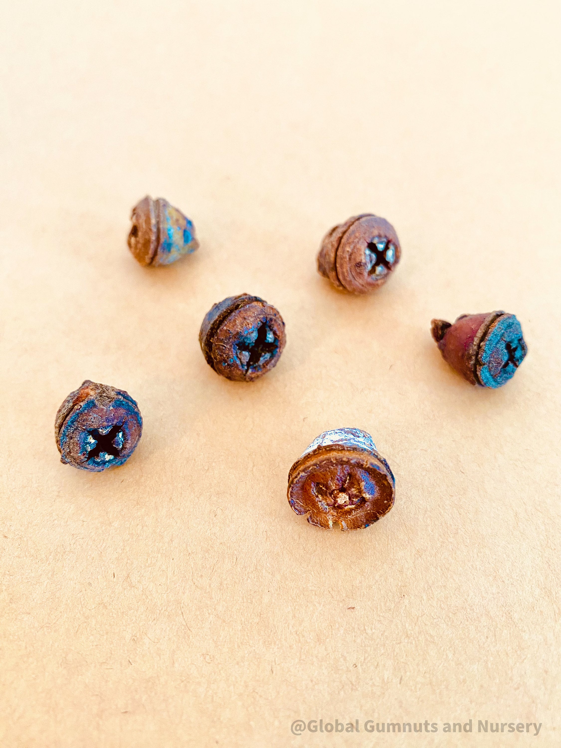 Eucalyptus Seeds: Natural seeds for crafts, sensory play, or planting.