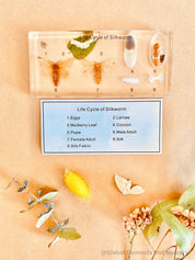 resin silkworm lifecycle kit: educational resin kit showcasing the silkworm’s life cycle.