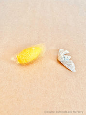 resin silkworm lifecycle kit: educational resin kit showcasing the silkworm’s life cycle.