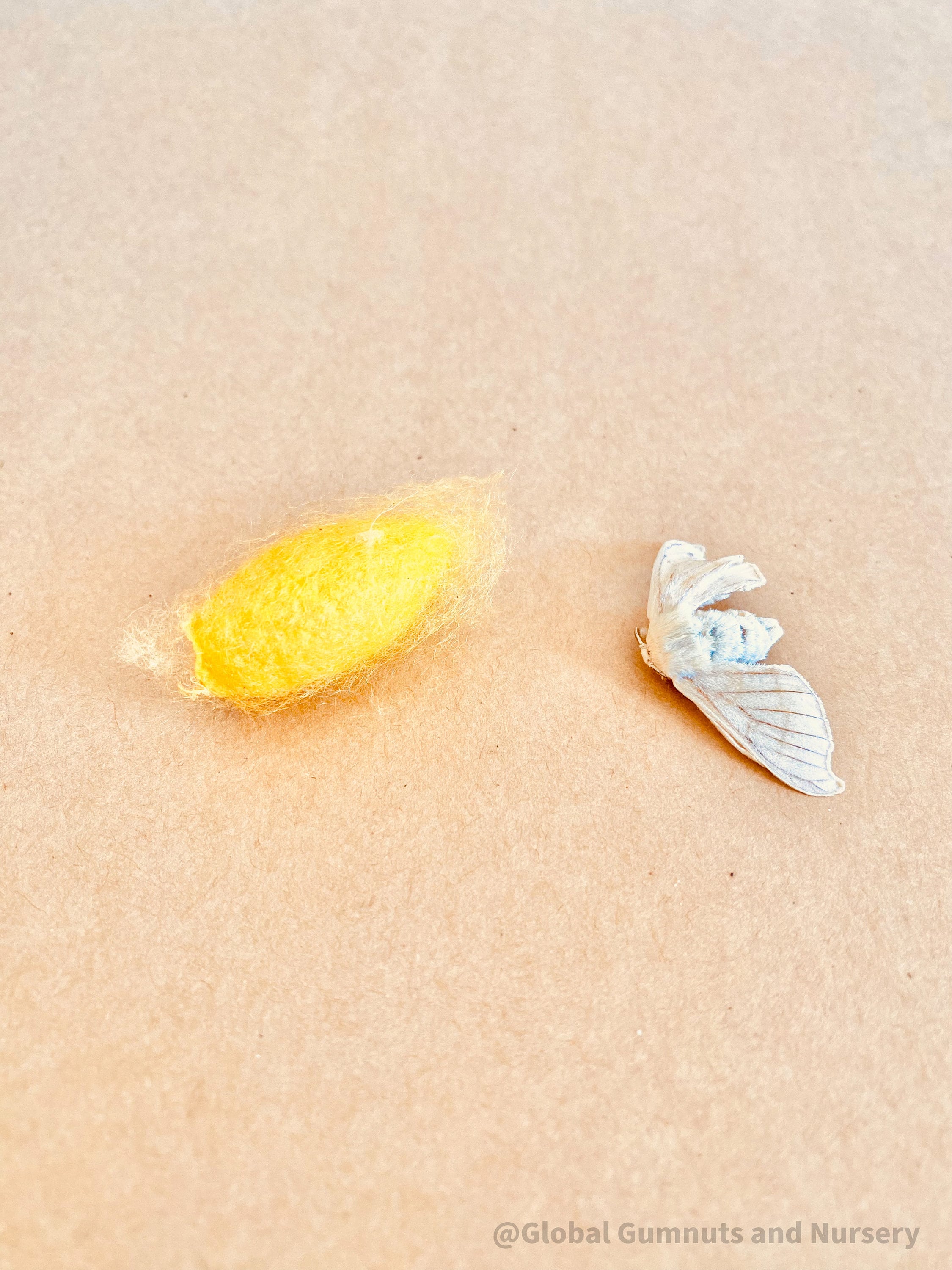 resin silkworm lifecycle kit: educational resin kit showcasing the silkworm’s life cycle.