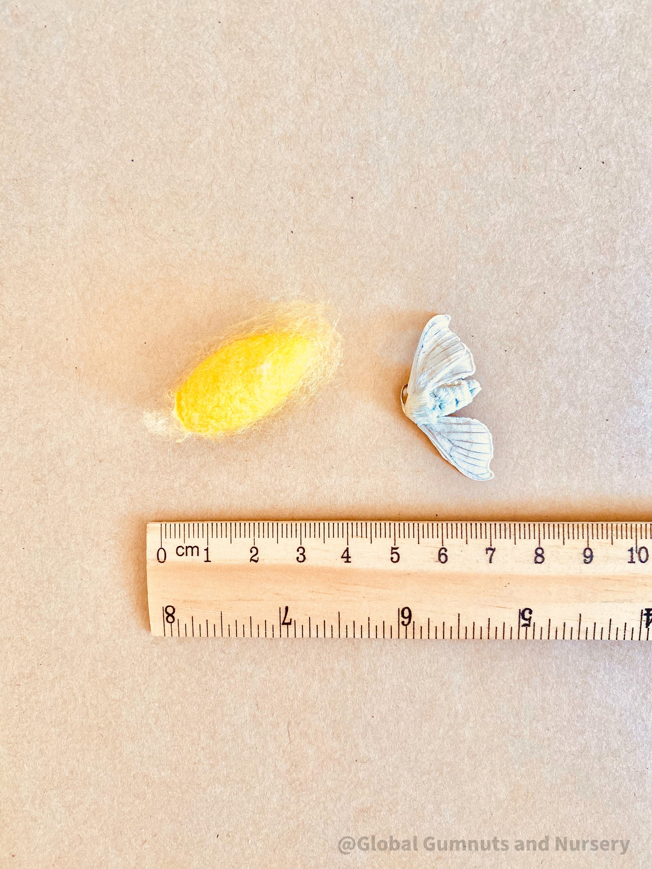 resin silkworm lifecycle kit: educational resin kit showcasing the silkworm’s life cycle.