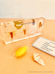resin silkworm lifecycle kit: educational resin kit showcasing the silkworm’s life cycle.