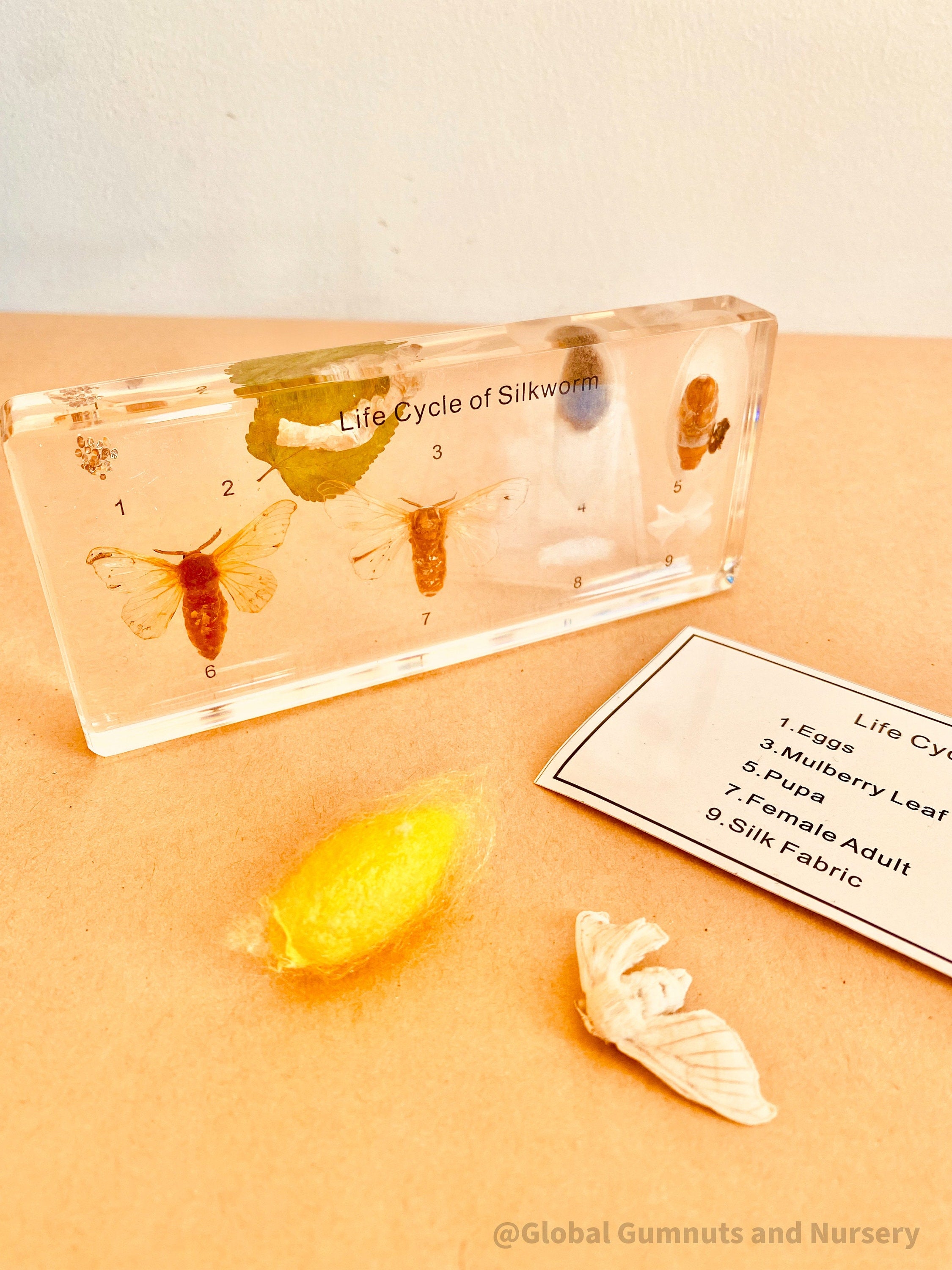 resin silkworm lifecycle kit: educational resin kit showcasing the silkworm’s life cycle.