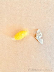 resin silkworm lifecycle kit: educational resin kit showcasing the silkworm’s life cycle.